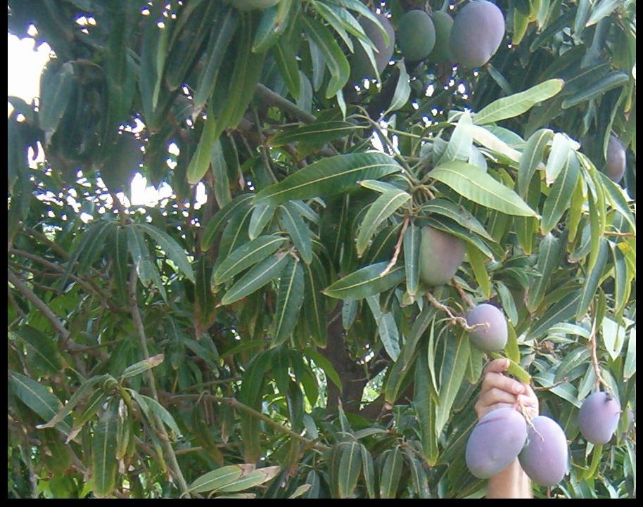 Mango orchard