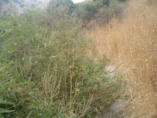 sweet smelling chasteberry on trail towards the end of Wadi Amud