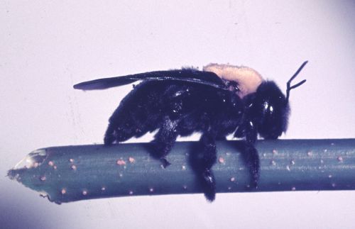 Xylocopa pubescens by Dan Gerlilng, Tel Aviv University