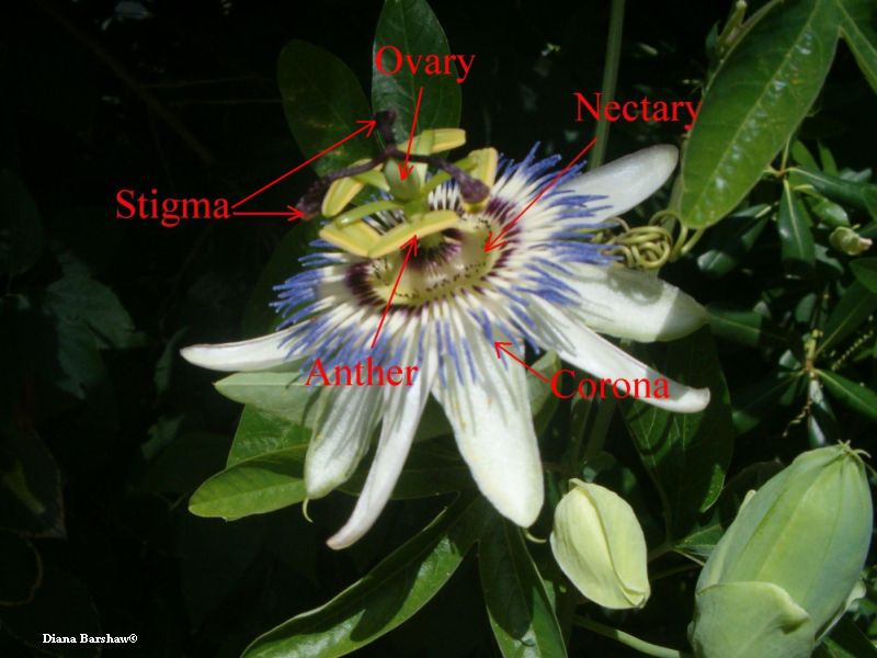 Annotated picture of Passiflora caerulea flower