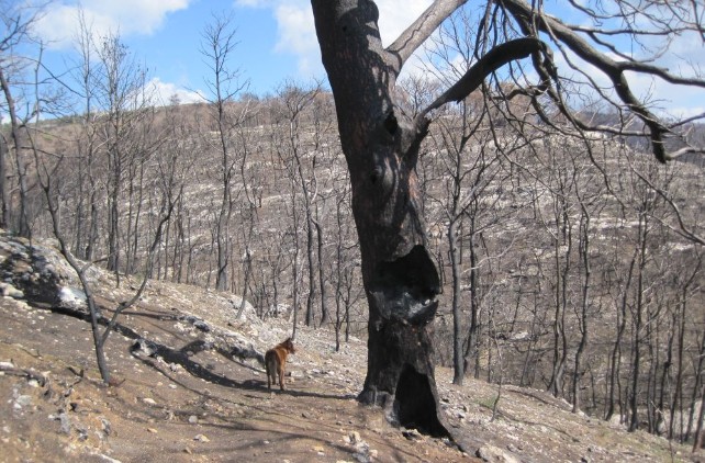 The center of the burnt forest