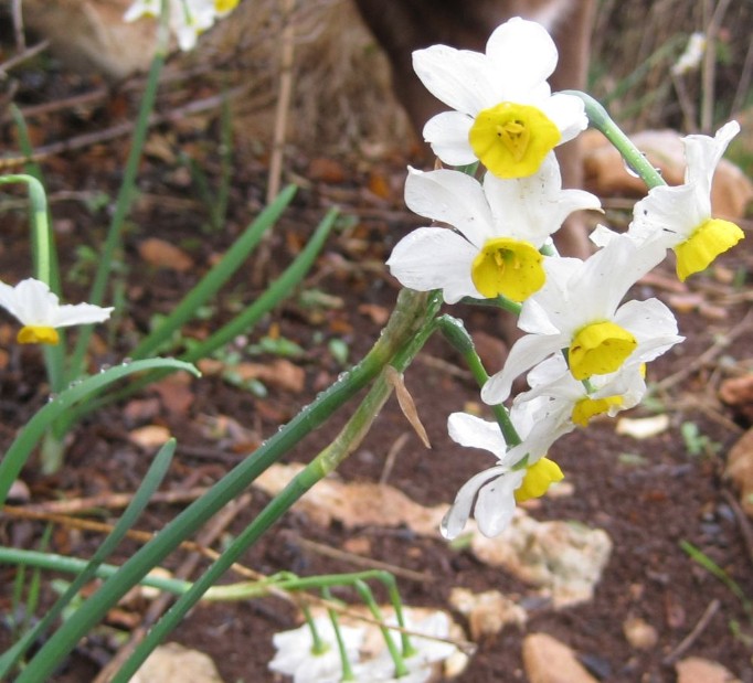 buttercups with drops of water on them