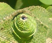 Eye of a chameleon - looking up