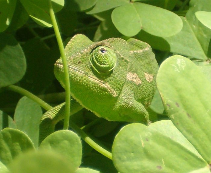 close up of chameleon in greenery