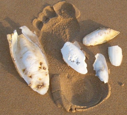 Several cuttlefish bones found on the beach