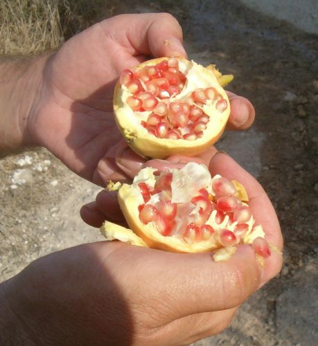 Open pomegranate friut with pink seeds 