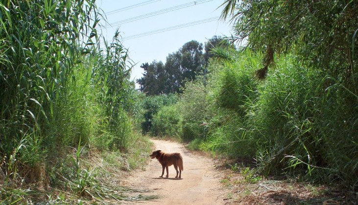 Path though bamboo, on Yarkon Stream past Tel Aviv