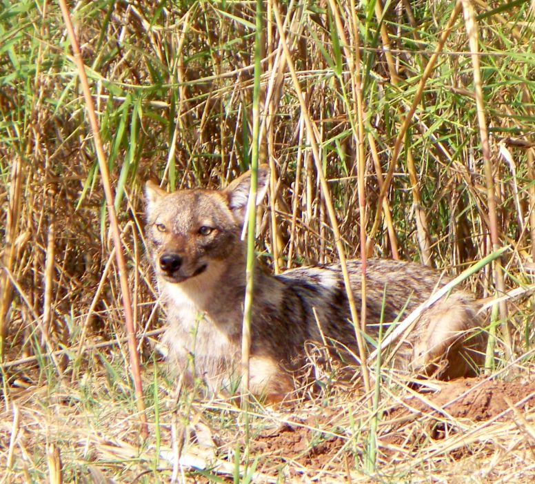 Golden Jackal, Canis aureus, in Yarkon Park, Tel Aviv