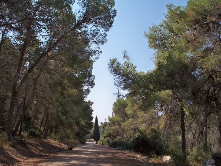 Trail through forest past Neve Shalom