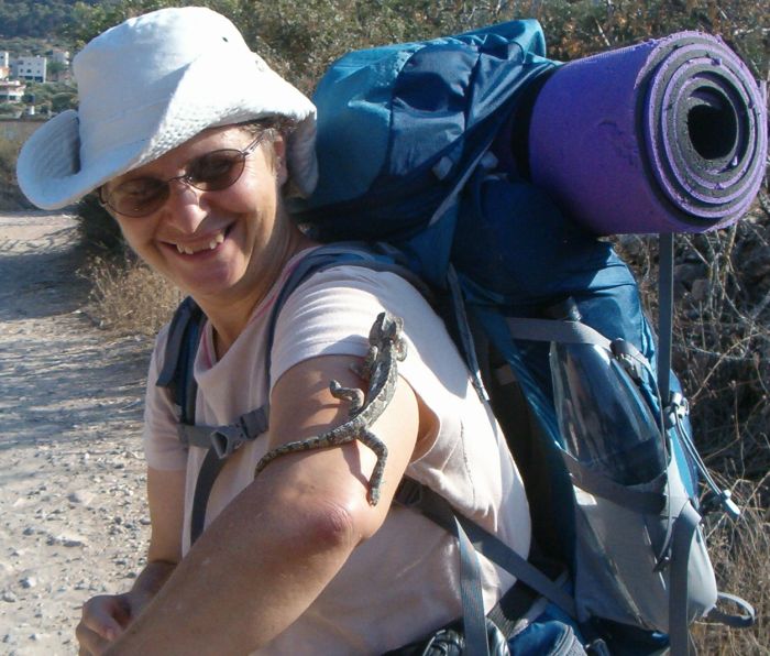 A common cameleon climbing up Diana's arm