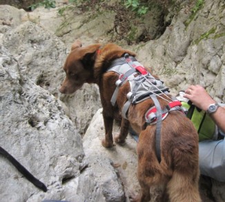 Taffy wearing the Ruff Wear double back harness