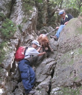 Lowing Taffy down a small cliff in the Carmel Mountains using the Ruff Wear double back harness