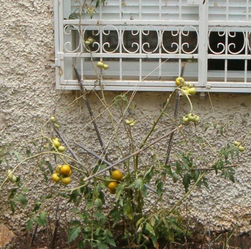 dying tomato plant with tomatoes that never ripened.