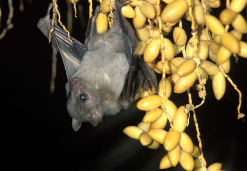 Picture of Egyptian Fruit Bat hanging from palm tree by Amram Zabari