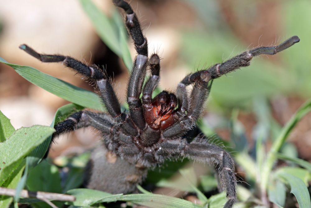 An Israeli tarantula, Chaetopelma olivaceum, taken by Guy Haimovitch 