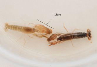 Male and female Snapping Shrimp with measure