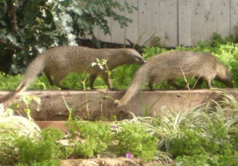 Two Egyptian mongooses walking through our garden (2010,Feb13)