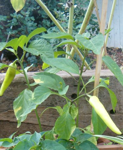 Hot pepper plants wih hot peppers