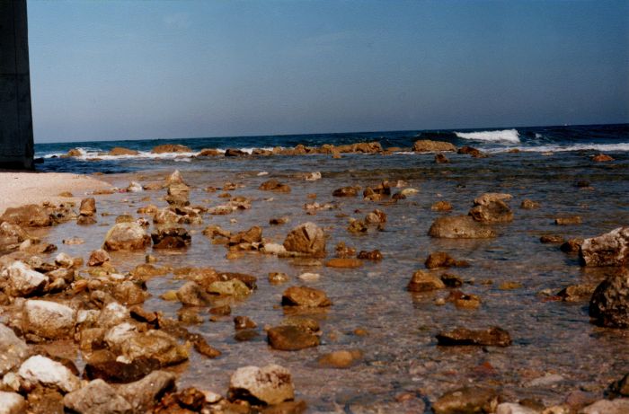 Snapping Shrimp intertidal habitat