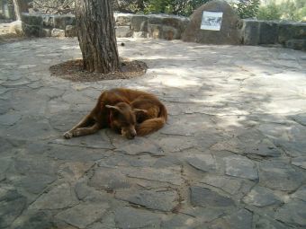 Taffy at the end of the hike