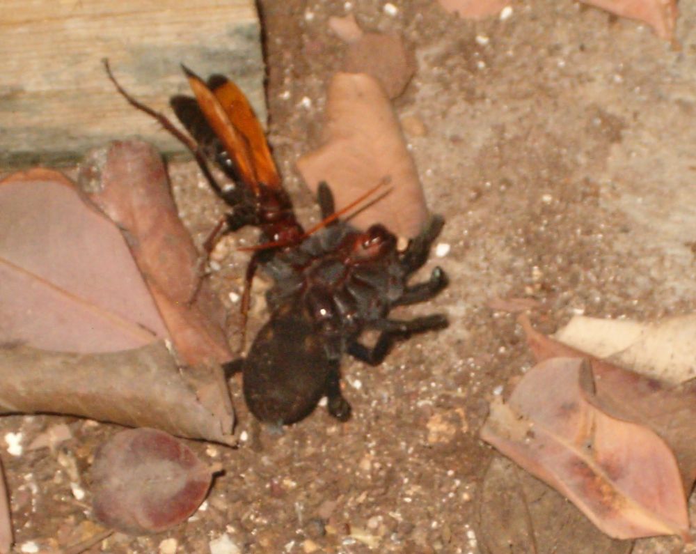 Tarantula (Chaetopelma olivaceum) paralized and being dragged to the lair of the wasp Hemipepsis brunnea.