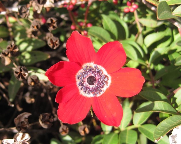 Kalanite (Anemone) Anemone coronaria