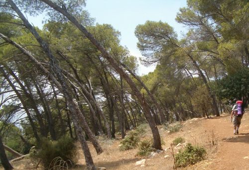 Bent pine on top Mount Tabor